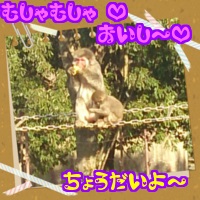 さるといもD.jpg