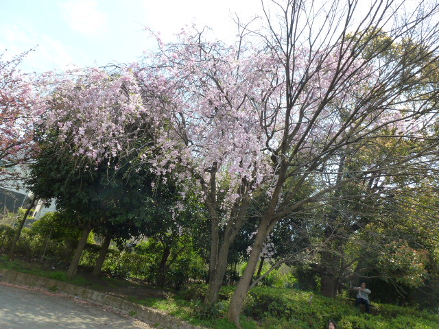 594 遊歩道のしだれ桜