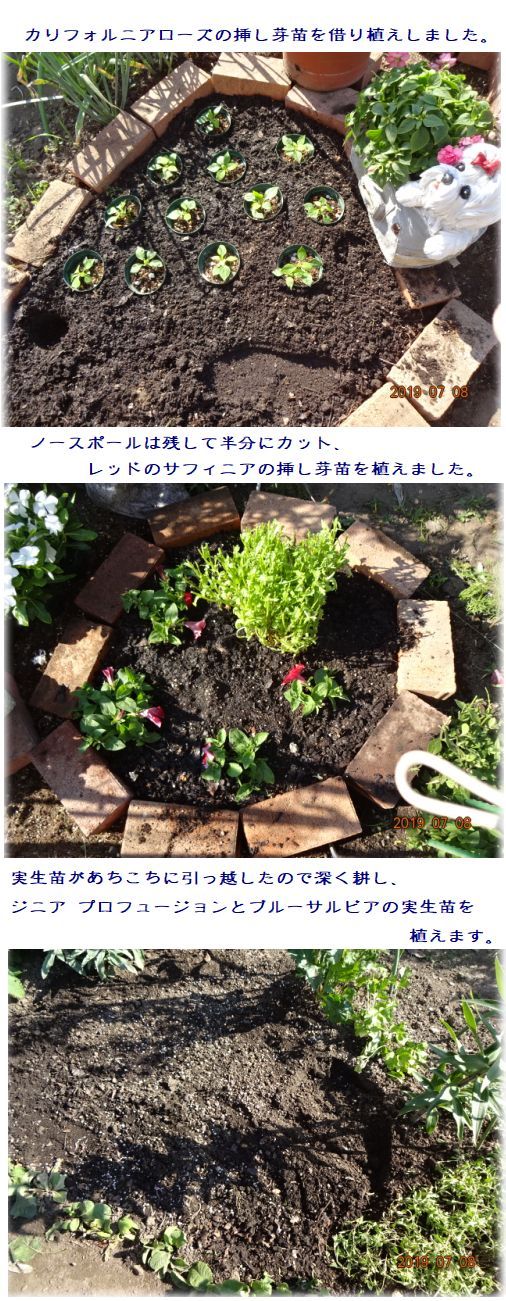 ビオラの撤去 挿し芽苗の植え付け コスモス開花 ラベンダー アジサイ 小さな花宇宙 そして それから 老いふたりの小宇宙 楽天ブログ