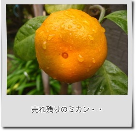 1412ミカン.jpg