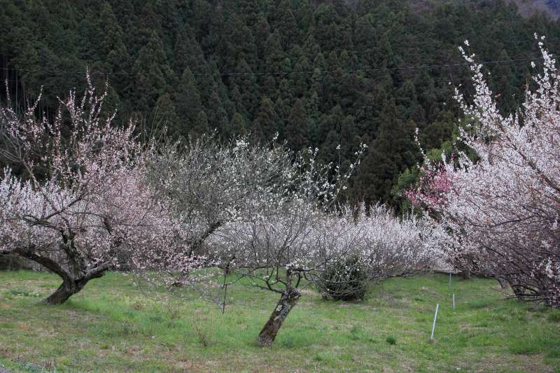 広橋梅林_005.jpg