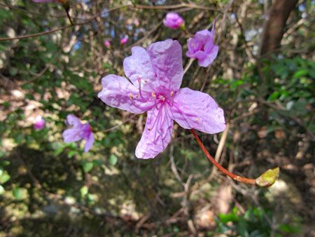六甲山～お散歩登山日記4 | 花を訪ねる山旅 - 楽天ブログ