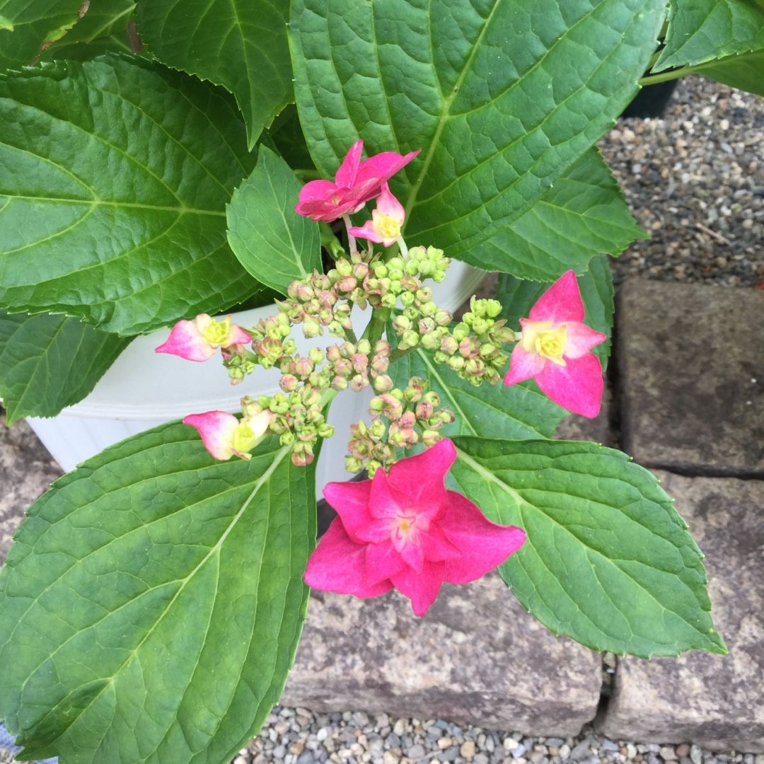 6月です。紫陽花とバラ | ばらと猫とフラメンコ - 楽天ブログ