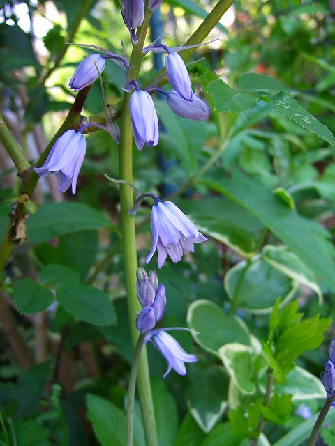 スパニッシュブルーベル