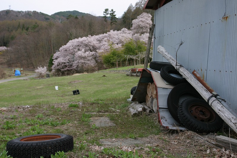タイヤと桜