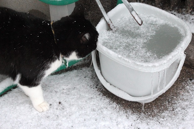 雪に猫2.jpg