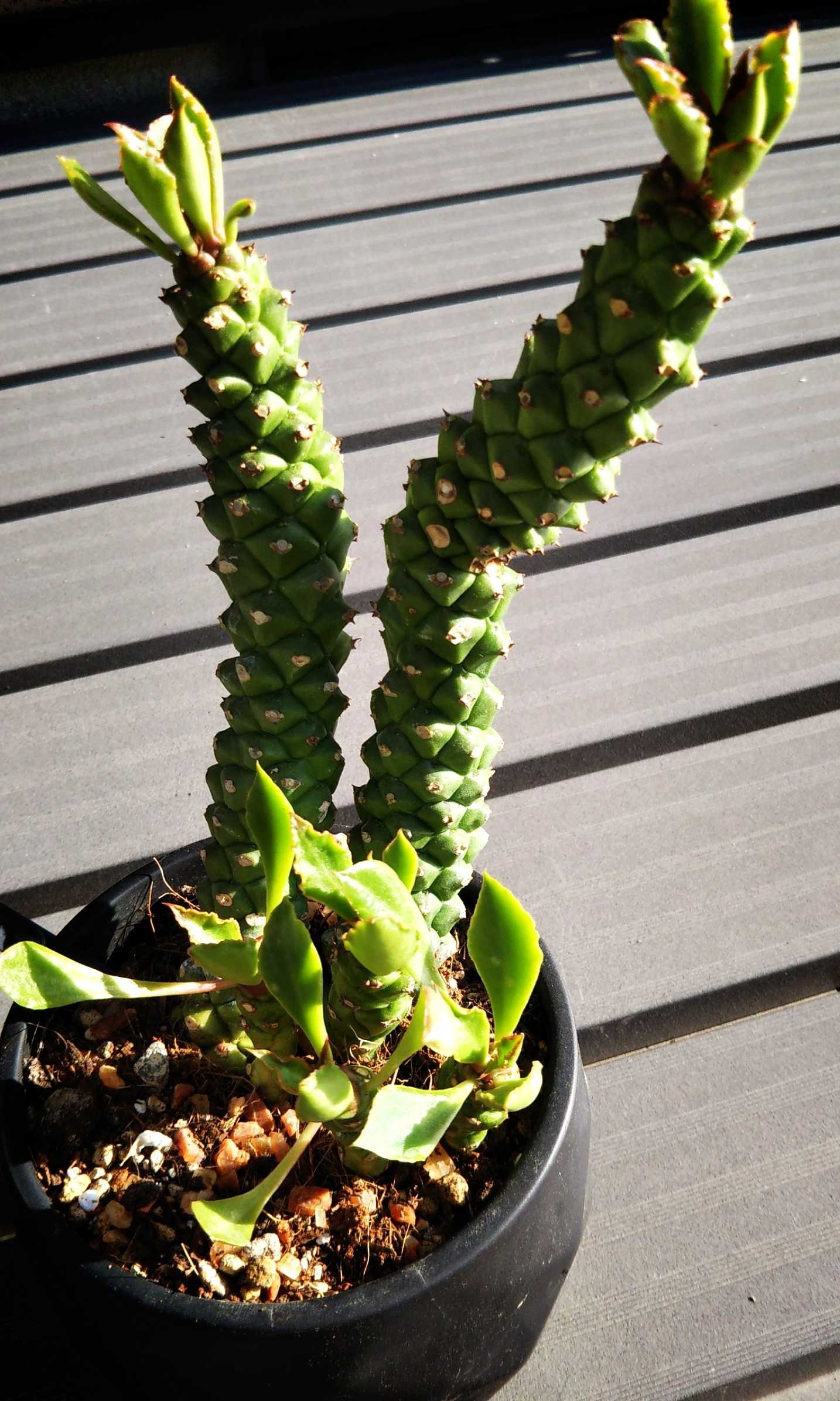 アデニウムも芽吹きはじめる Sana Niwa 楽天ブログ