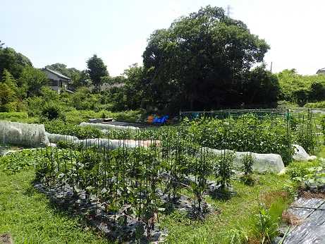 ニンジン種まき ヤーコン苗植え付け 葉山農園 6月中旬 暇人主婦の家庭菜園 楽天ブログ