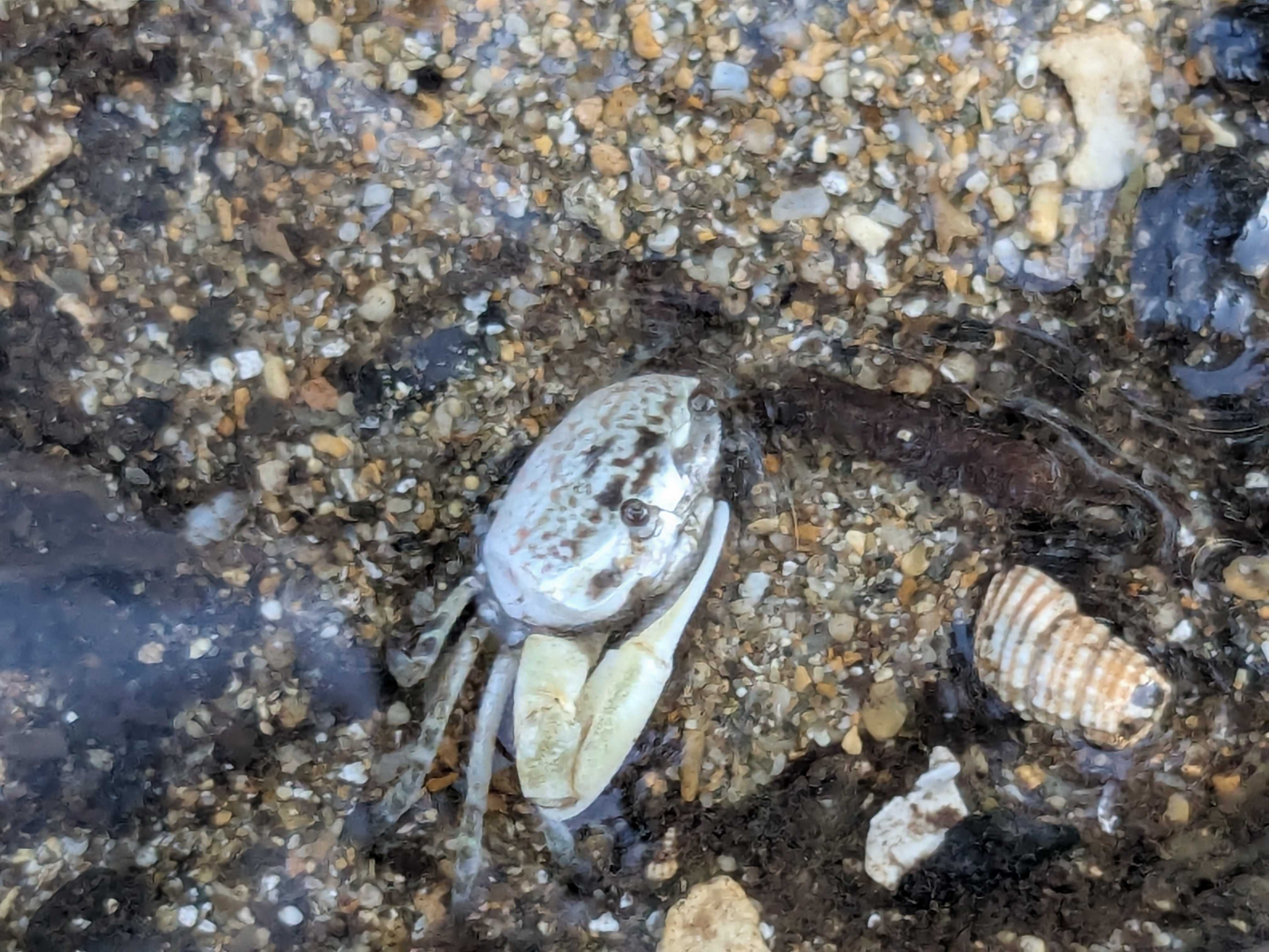 石垣島　吹通川のマングローブ林　オキナワハクセンシオマネキ？