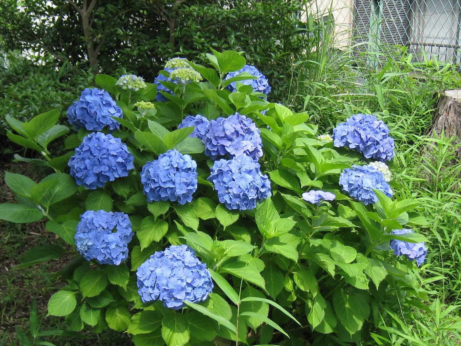 近くの公園に行きました。子供植物園 ・・・ | 健康と投資！ - 楽天ブログ
