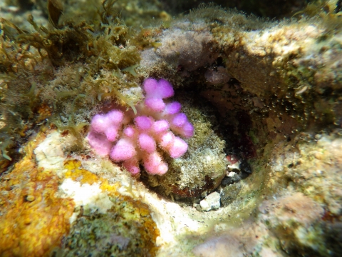 串本磯採集17年8月下旬 がんばれピンク 海水魚が好き 楽天ブログ