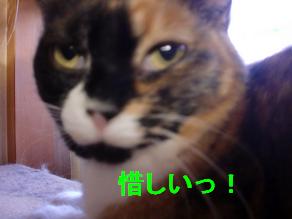 たぁ子鼻.JPG