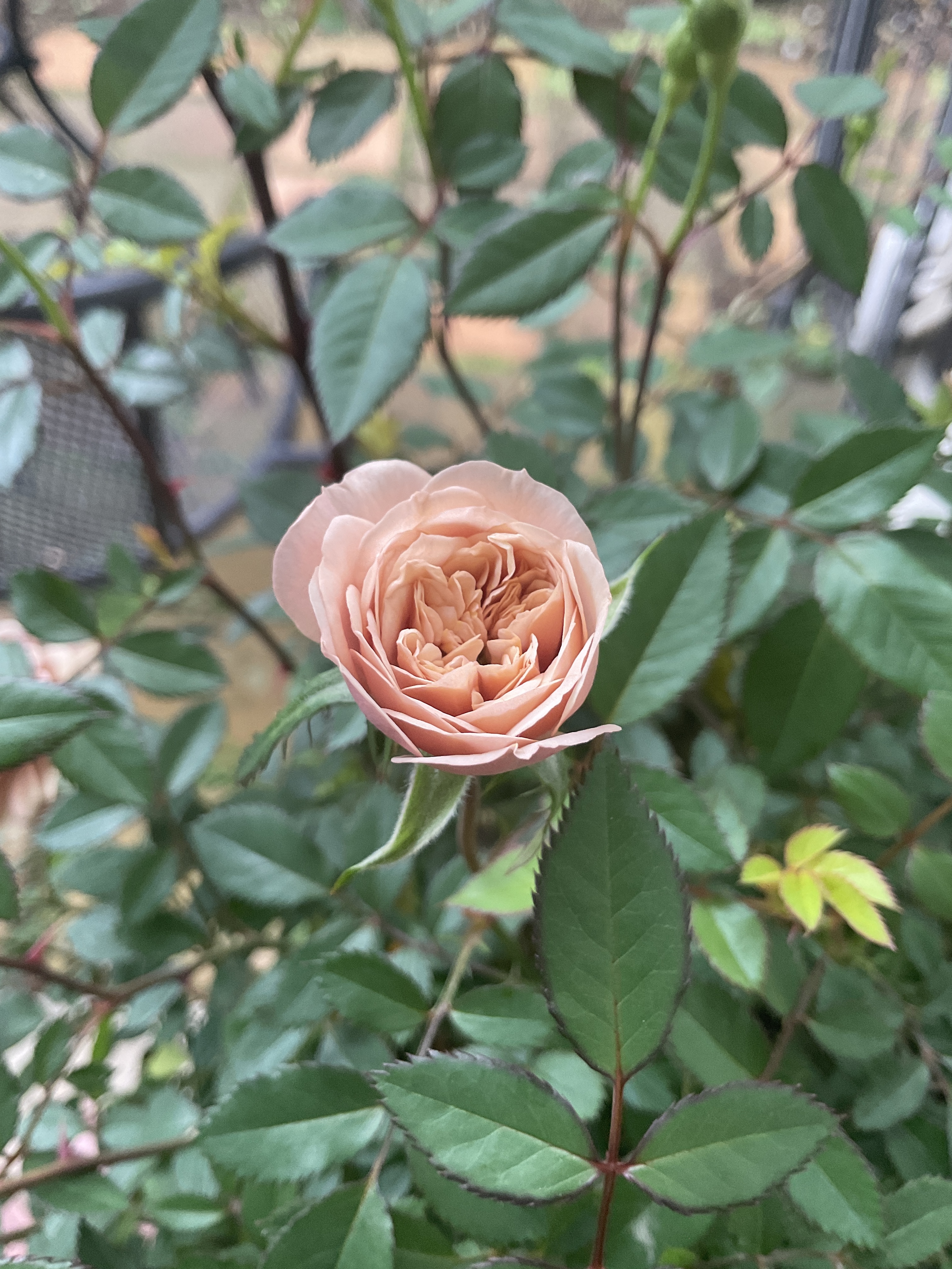 ナナ様　確認用　ミニバラ　モカ ナナ様 確認用 ミニバラ モカ ナナ様 確認用 ミニバラ モカ ミニバラ