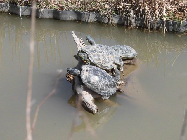 要注意外来生物 幡谷自然農園 日記 楽天ブログ