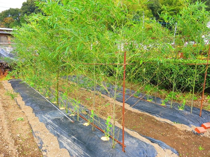 豌豆の棚を作る 梅林庵 楽天ブログ