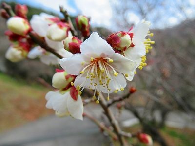 植物公園緑花センターの梅の花が咲き始めました 愉快な写真館 日暮らし日記