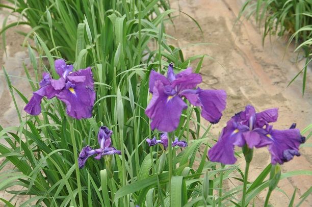 菖蒲城址、菖蒲園