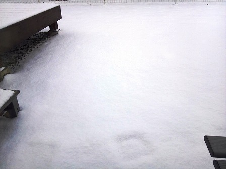 また雪で真っ白になった庭2