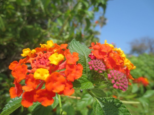 伊豆四季の花公園