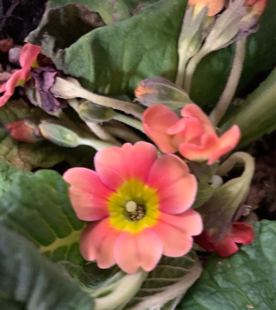 うちの花の撮影 プリムラ ジュリアンの寄せ植えなど Music Land 私の庭の花たち 楽天ブログ