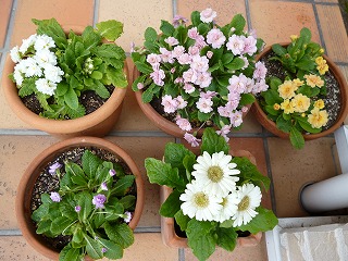P1040075ss.jpg