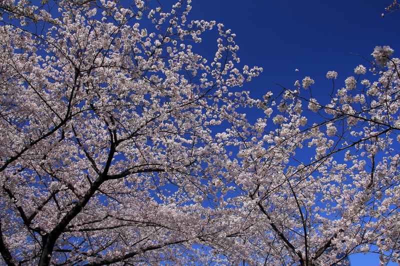 大阪城公園の桜_004.jpg