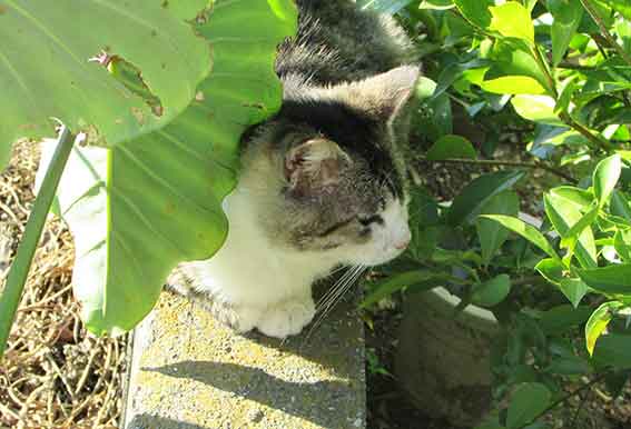 我が家のニャンコ♪2015/12/10-3