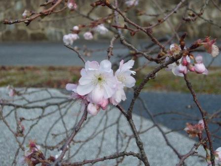 P1150630（十月桜）.jpg