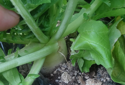 だいこん１.jpg