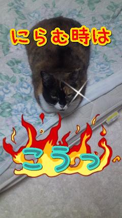 たあこ睨む2.jpg
