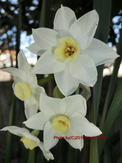 光景　sight0422　水仙　narcissus