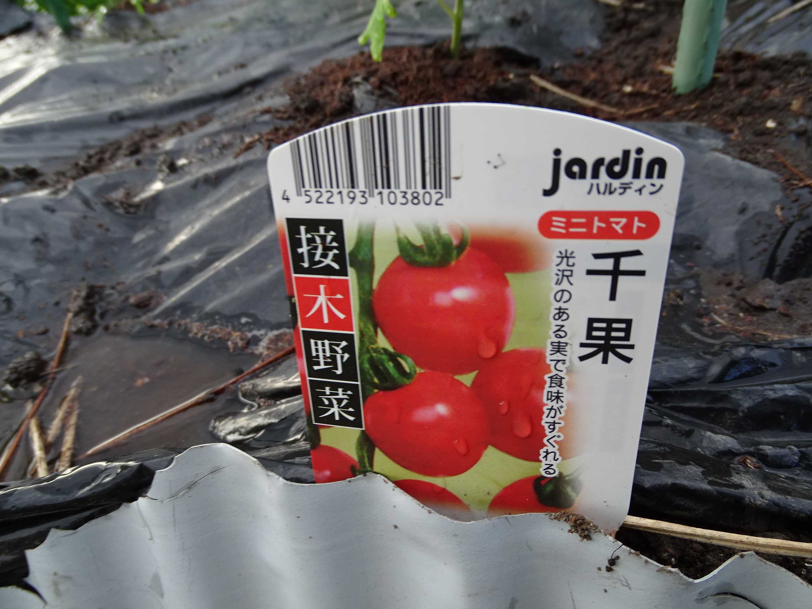 トマトの苗植えをした 21 4 24 隊長さんの山ある記 楽天ブログ