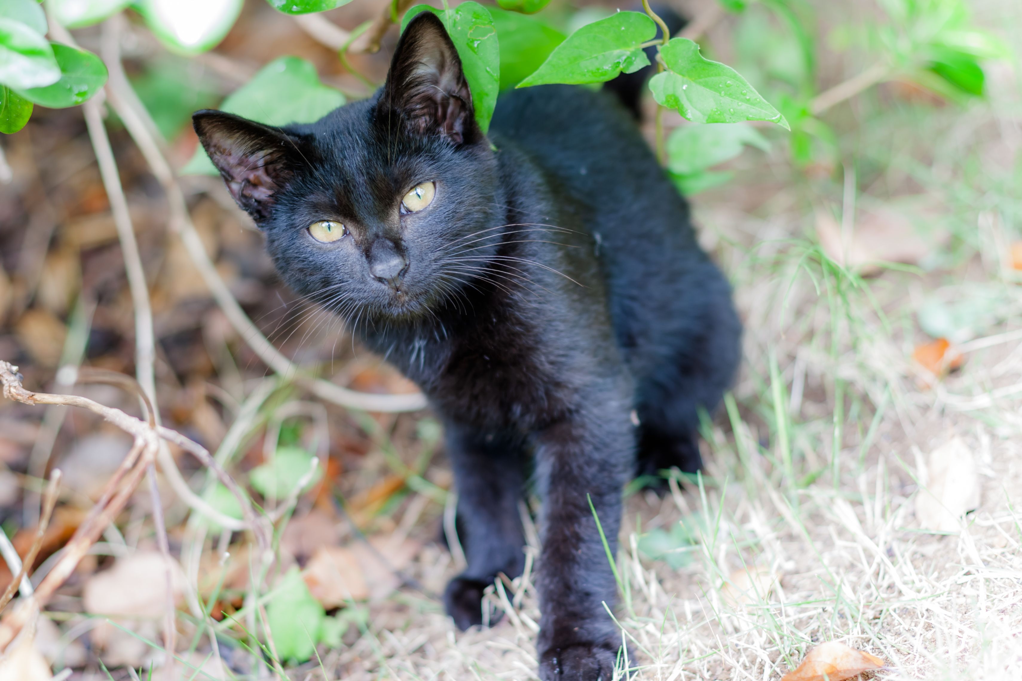 稲毛海浜公園の猫たち Tamarindo 楽天ブログ