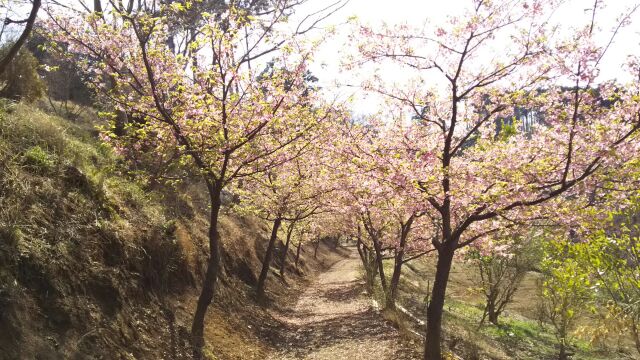 河津桜3月13日.jpg