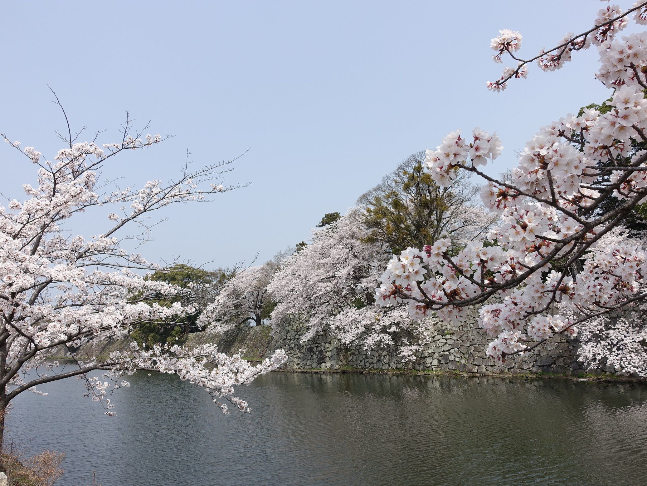 彦根城 満開の桜 18 奥様はネットショッピングがお好き 楽天ブログ