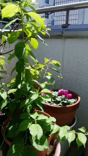 rblog-20180505070425-01.jpg