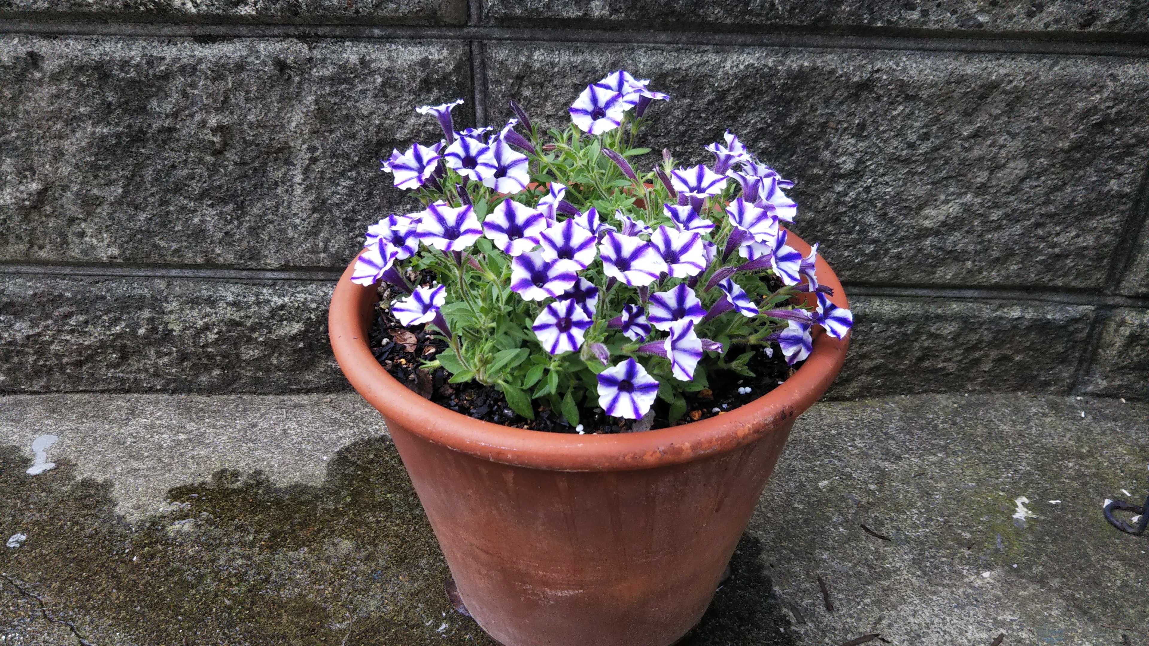 スーパーチュニア植え付け 切り戻しサフィニア開花 シェードガーデンと猫 楽天ブログ