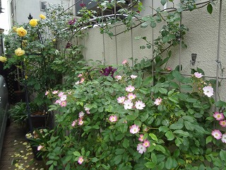 DSC05265.jpg