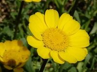 ３月３１日の誕生花 クリサンセマム ムルチコーレの花言葉 誠実なあなたでいて 陽光に輝くインパクトのある黄金色の 誠実 な花 弥生おばさんのガーデニングノート 花と緑の365日 楽天ブログ