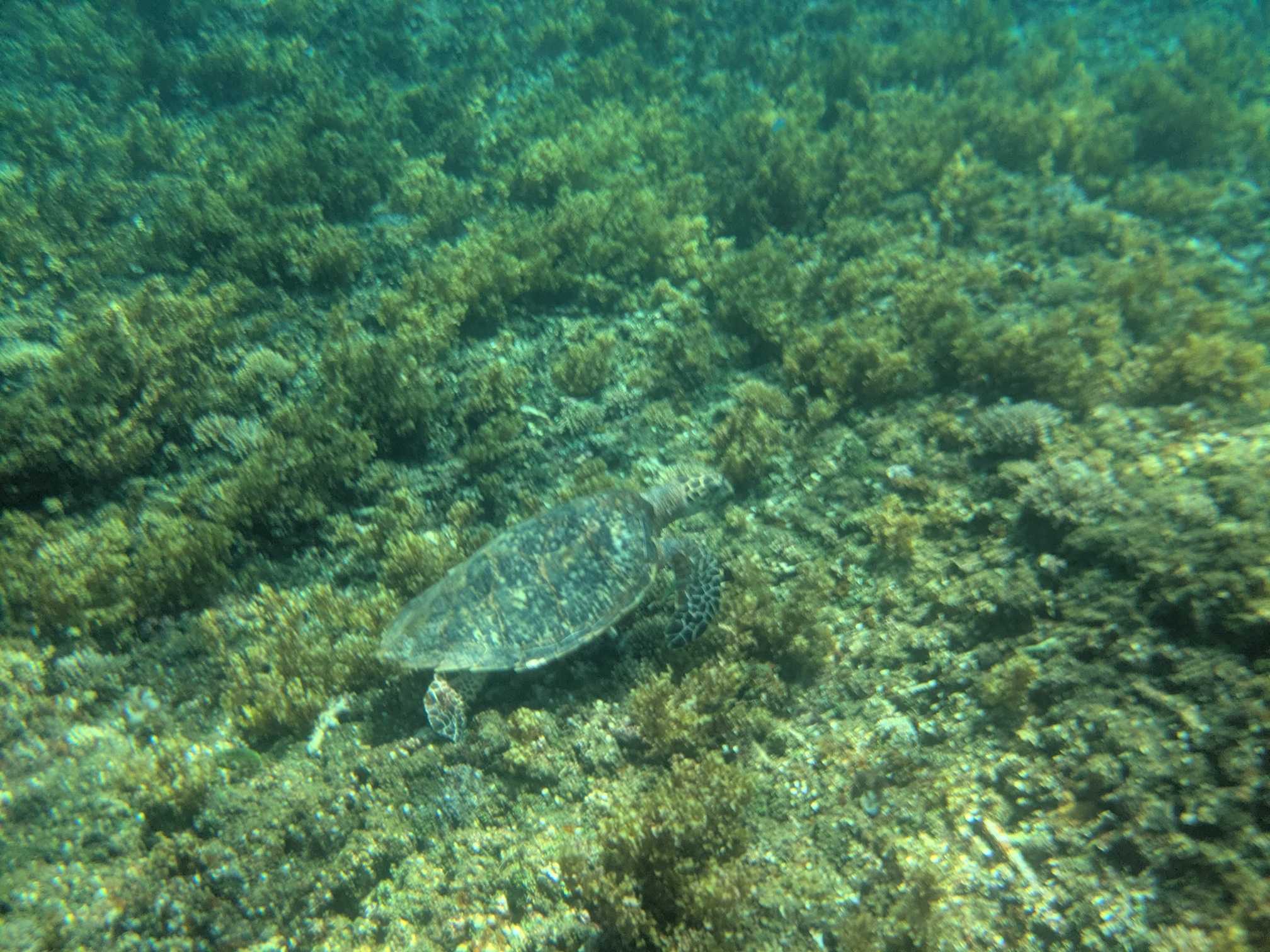 西表島　海猫　アクティビティツアー　子連れシュノーケル　ウミガメ