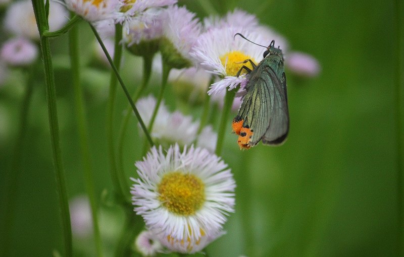 IMG_9936 (800x510).jpg