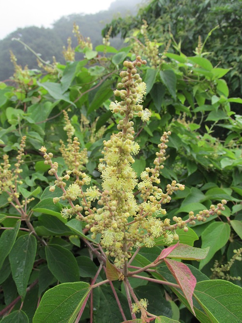 アアカメガシワ（赤芽柏）の穂状の花と黒い果実 | 気ままな生活 - 楽天ブログ