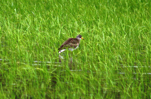 ケリ　27.6.01-2_edited-1.jpg