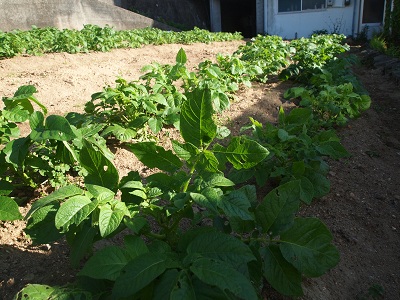 P42718101.jpg
