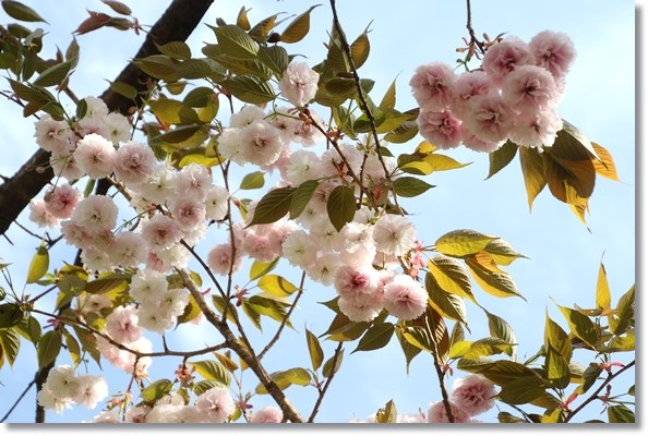 樹木公園-23 普賢象-2 16.4.20