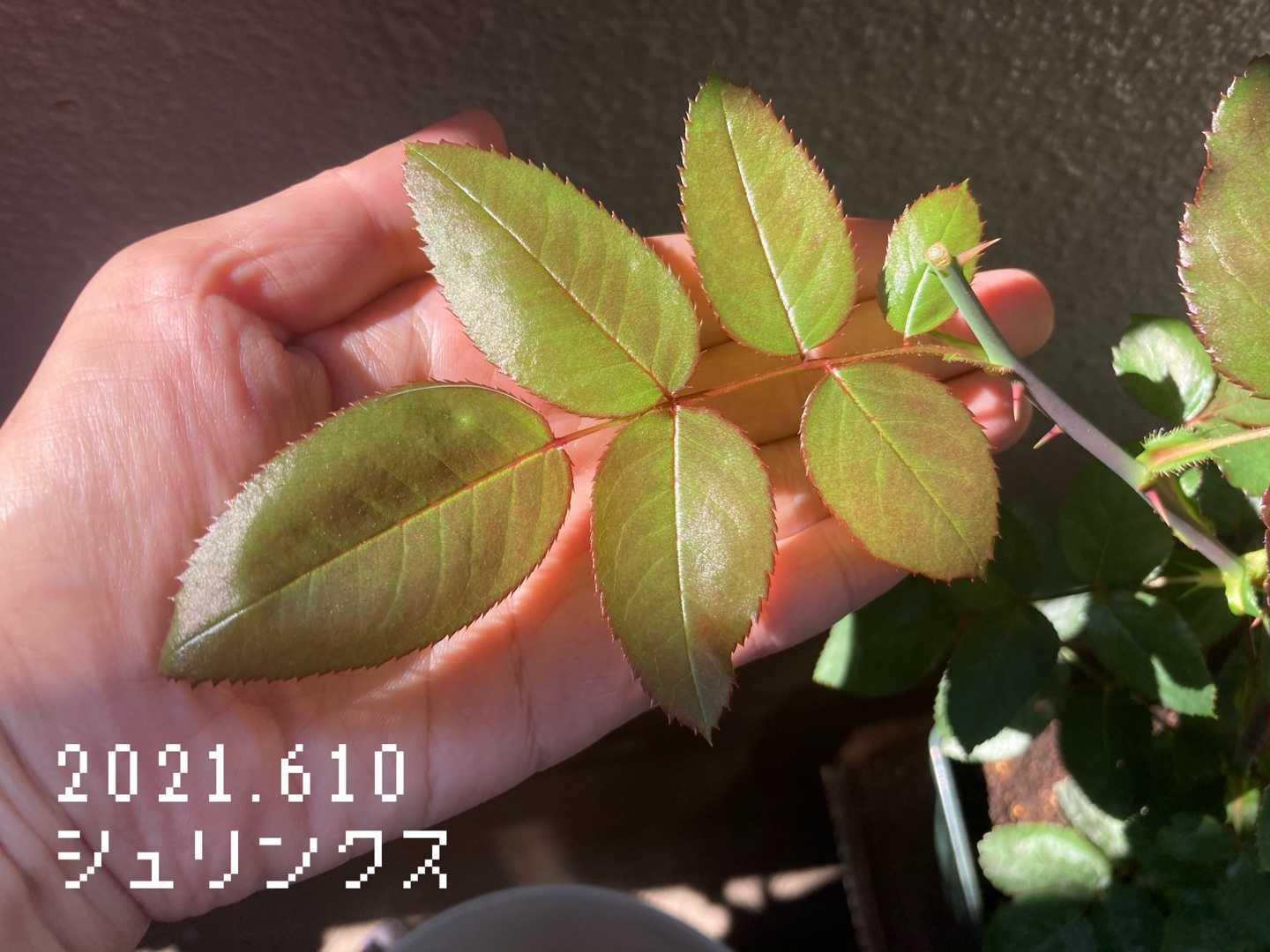 バラ の記録 ソフトピンチ後 汚ベランダからバラは育つのか 楽天ブログ