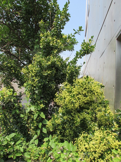 マサキ（柾・柾木・正木）の花 気ままな生活 楽天ブログ