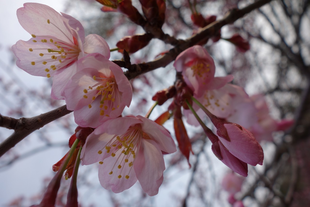 オホーツク　網走市　天都山　桜の開花　２