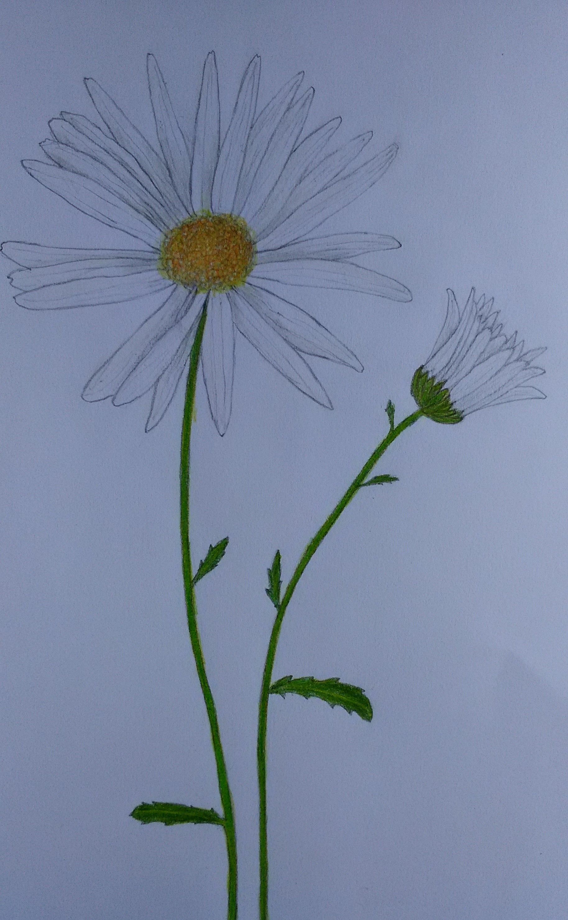 マーガレット 和名 モクシュンギク 木春菊 を描きました さりぃちゃん On 釣三丸 楽天ブログ