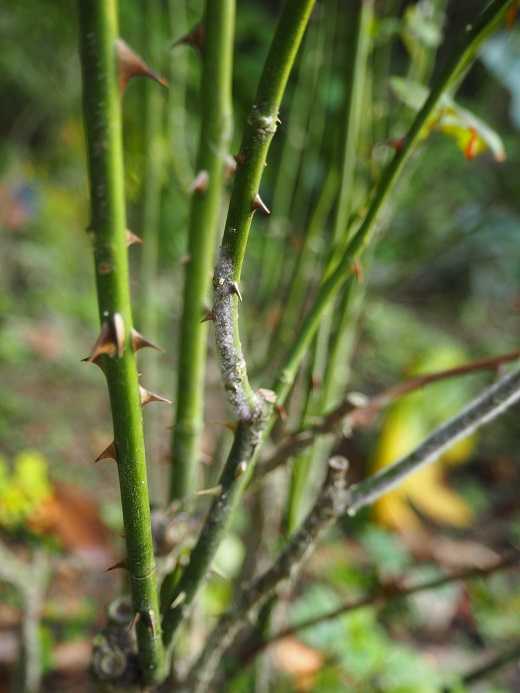 カイガラムシ退治実況 見つけたお洒落鉢 真夏のクリスマスローズのお世話 ピーチヒルの薔薇日記 楽天ブログ